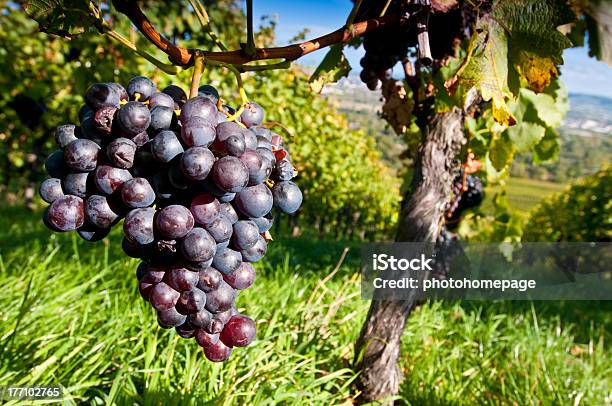 Grapes In A Vineyard Stock Photo - Download Image Now - Berry Fruit, Bunch, Burgundy - France