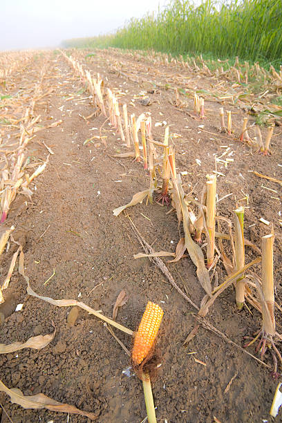 corn barba - morning cereal plant fog corn crop fotografías e imágenes de stock