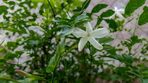 White Jasmine Flower Amidst Lush Foliage. Jazmín.Jasminum. Jasminum officinale- A standout white jasmine blossom radiates purity and elegance against a dense backdrop of fresh green leaves. The intricate details of the jasmine petals are captured beautifully, showcasing nature's intricate design jasminum officinale stock pictures, royalty-free photos & images