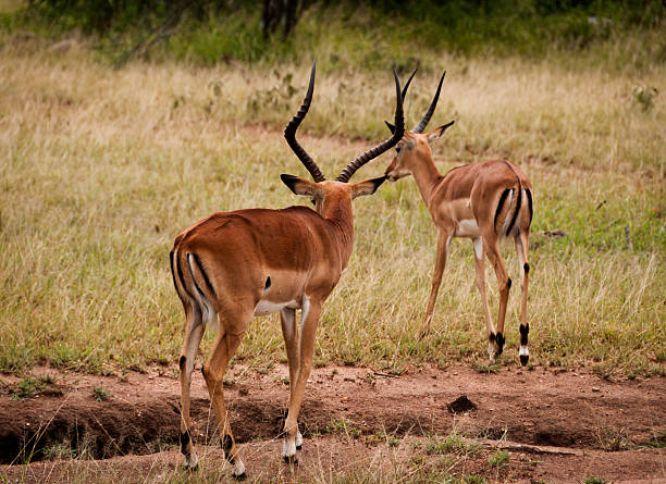istock Two Young Impala in the Serengeti 177103034