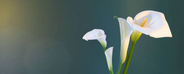 dwa białe piękne kwiaty na zielonym tle - calla zdjęcia i obrazy z banku zdjęć