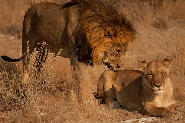 istock Courtship between Lion and Lioness 177103329