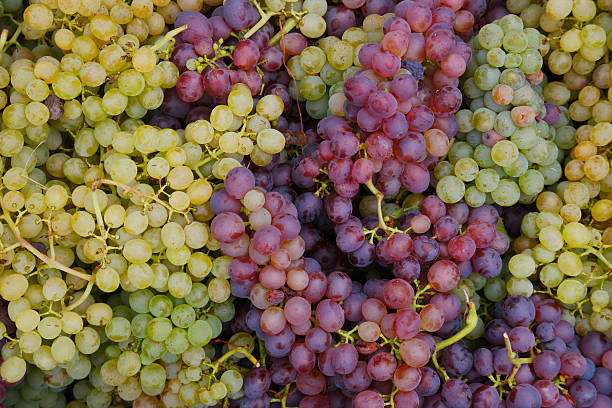 traube - grape red grape red farmers market stock-fotos und bilder