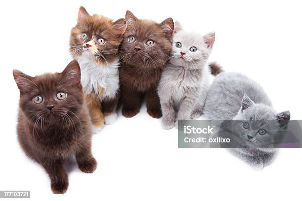 Пять Милый Brititsh Kittens — стоковые фотографии и другие картинки Белый - Белый, Близость, Большая группа животных