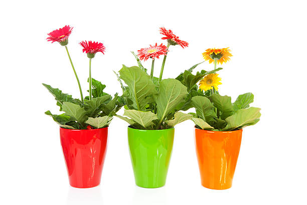 istock Three colorful Gerber flowers in pot 177103770