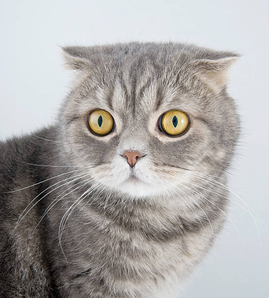 istock Portrait of a cat breed Scottish Fold 177104172