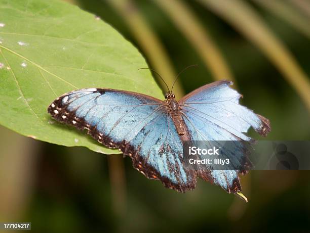 Niebieski Motyl Morpho Na Liść - zdjęcia stockowe i więcej obrazów Motyl - Motyl, Podarty, Skrzydło zwierzęcia