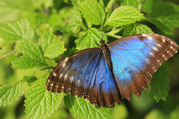 Blue Morpho Butterfly stock photo