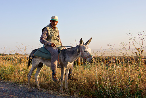 Kırşehir, Turkey - August 9, 2023: Dairy farm view with shepherd on a steppe land in kırşehir middle anatolia turkey, there are dairy farms and Agriculture planting areas with adobe house in village in kırşehir turkey in a sunny day. Village view on a steppe land in kırşehir middle anatolia turkey, there are Agriculture planting areas with adobe house in village in kırşehir turkey in a sunny day.