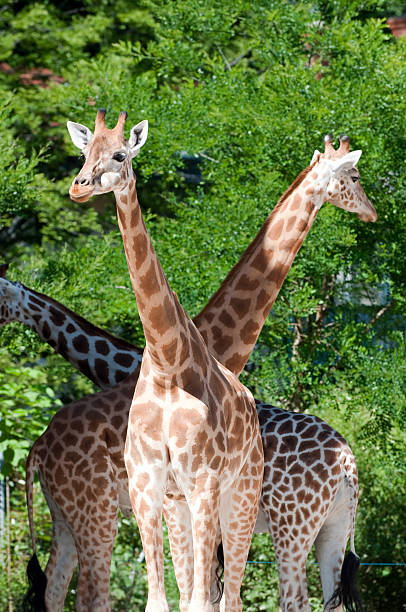 istock Family of giraffes 177104650