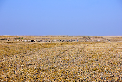 Kırşehir, Turkey - August 9, 2023: Dairy farm view with shepherd on a steppe land in kırşehir middle anatolia turkey, there are dairy farms and Agriculture planting areas with adobe house in village in kırşehir turkey in a sunny day. Village view on a steppe land in kırşehir middle anatolia turkey, there are Agriculture planting areas with adobe house in village in kırşehir turkey in a sunny day.