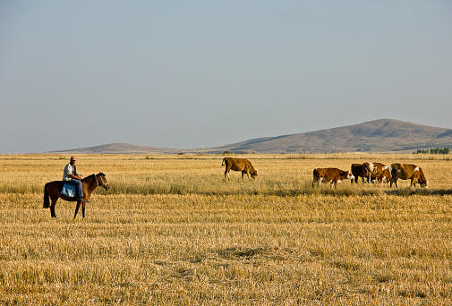 Western Saddle 
