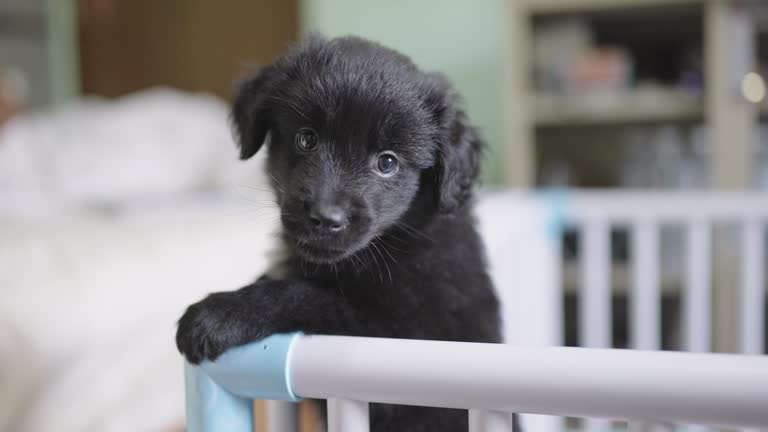 SLO MO: A confined black puppy standing on its hind legs in the crate looking around with pitiful face and trying to get out while his sibling standing next to him.