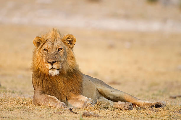istock Male lion laying in open field 177105193