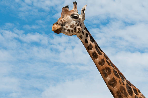 istock Giraffe head and neck on blue sky background 177105346