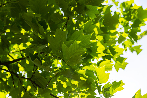 Bottom view to maple branch with green leaves against sky and sun background. Image with backlit.