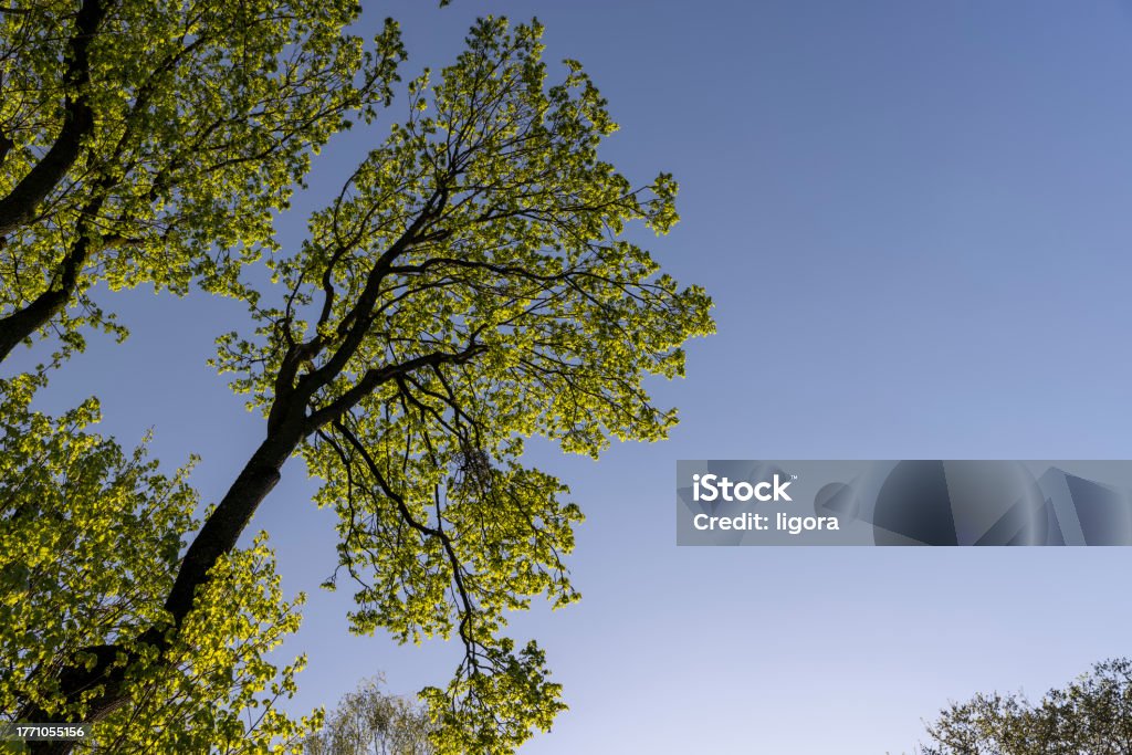 Maple Tree Leaves In Spring Green Foliage On A Maple Tree In Spring Bloom Stock Photo - Download ...