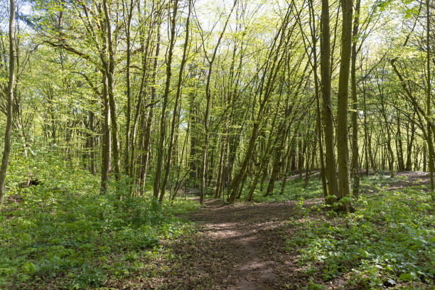 istock young foliage on deciduous trees in the forest in the spring season 1771055236