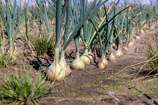 harvest green onions in the field in summer, a large number of onions before harvest