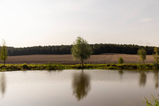 istock a small tree growing on the shore of a lake 1771055926