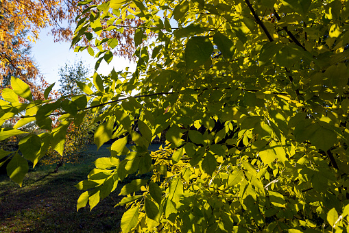 Maple tree foliage in autumn, yellowed maple foliage in autumn