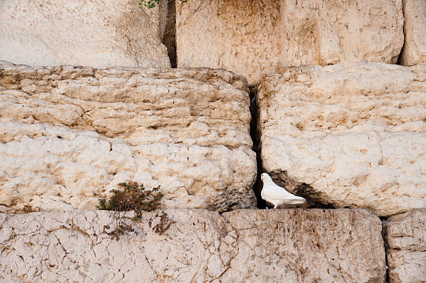 White Dove at Western Wall stock photo