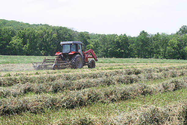 Raking The Hay stock photo