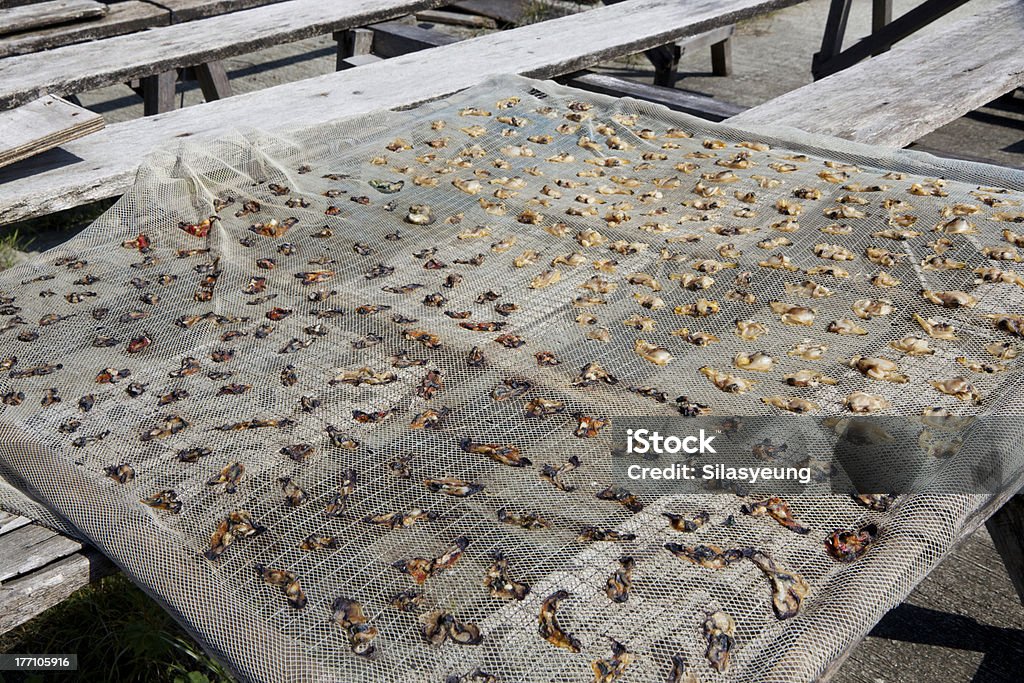 Déshydratées Oyster sur du fil métallique en gaze - Photo de Aliment libre de droits