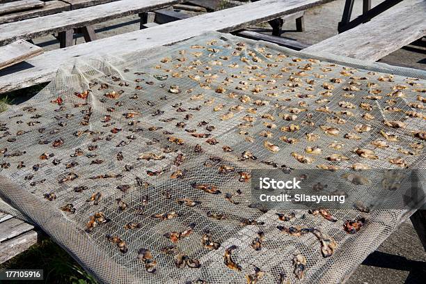 Ostra Desidratados No Fio De Gaze - Fotografias de stock e mais imagens de Arame - Arame, Banco - Assento, Comida