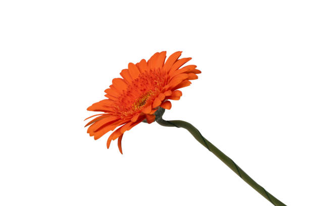 istock Red gerbera daisy flower isolated on a white. 1771060295