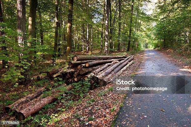 Bosque De Trabajo Foto de stock y más banco de imágenes de Agricultura - Agricultura, Boscaje, Bosque