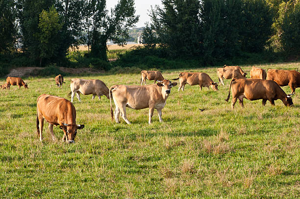 Cows grazing stock photo