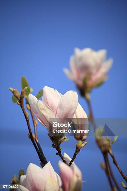 Photo libre de droit de Fleurs De Magnolia banque d'images et plus d'images libres de droit de Arbre - Arbre, Arbre en fleurs, Bleu