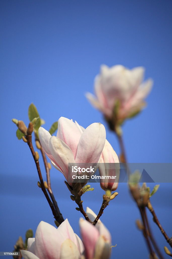 マグノリアの花 - ピンク色のロイヤリティフリーストックフォト