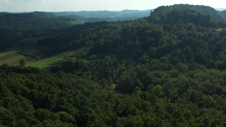 Green forest of white oak in West Virginia Pan Up by drone in USA with clear blue sky