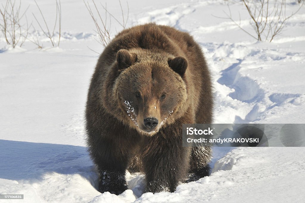 Grizzly bear in a snow, Alaska, USA "This grizzly woke up from winter hibernation, strolling in a snow on a warm, March afternoon. Chugach Mountains, Alaska" Brown Bear Stock Photo