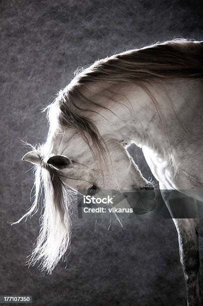 Blanco Caballo En El Fondo Oscuro Foto de stock y más banco de imágenes de Animal - Animal, Belleza, Caballo - Familia del caballo