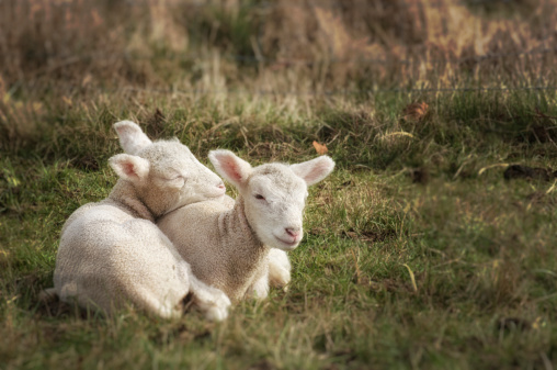 Two newborn baby lambs snuggling to keep warm.selective focus and dark vingette