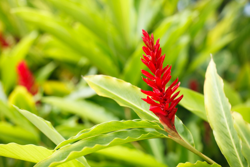 Detail of red blossom flower of ginger in a tropical garden at residential building