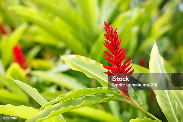 Red Ginger Stock Photo - Download Image Now - Ginger - Spice, Plant, Flower