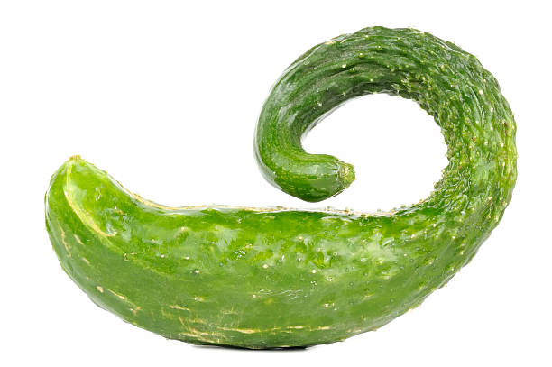 Chinese Cucumber Isolated on White Background stock photo