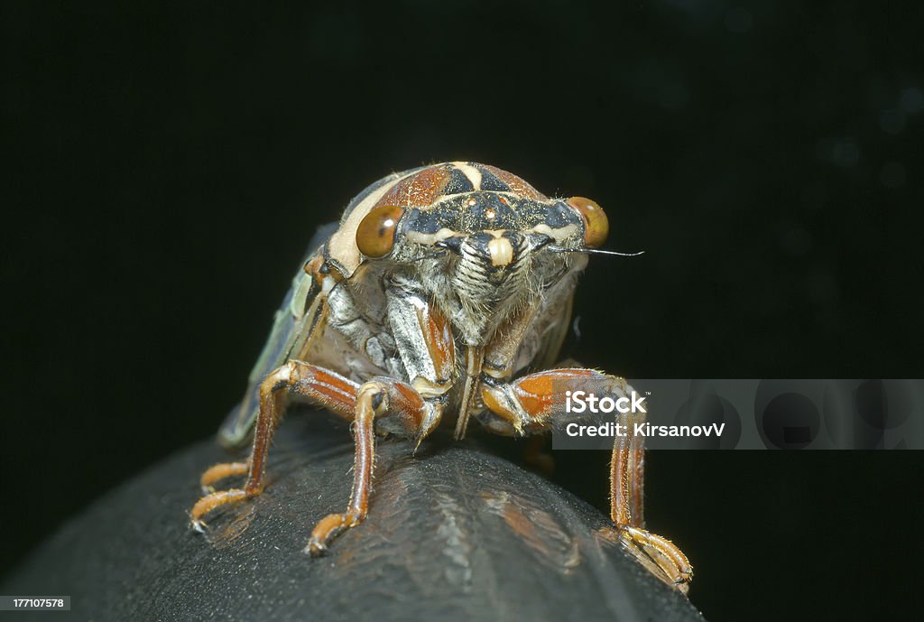 Secada Face Cicada En Face Stock Photo - Download Image Now - Animal, Animal ...