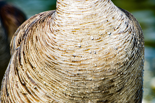 In this close-up photograph, the graceful elegance of a goose is highlighted as it stands adorned with delicate water droplets.