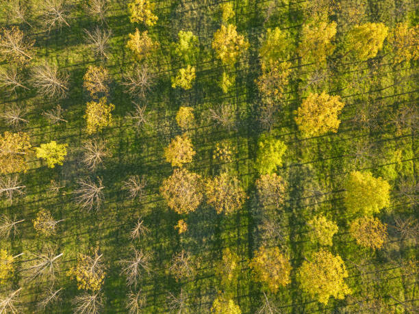 istock Planting trees at sunset. Top view 1771079041