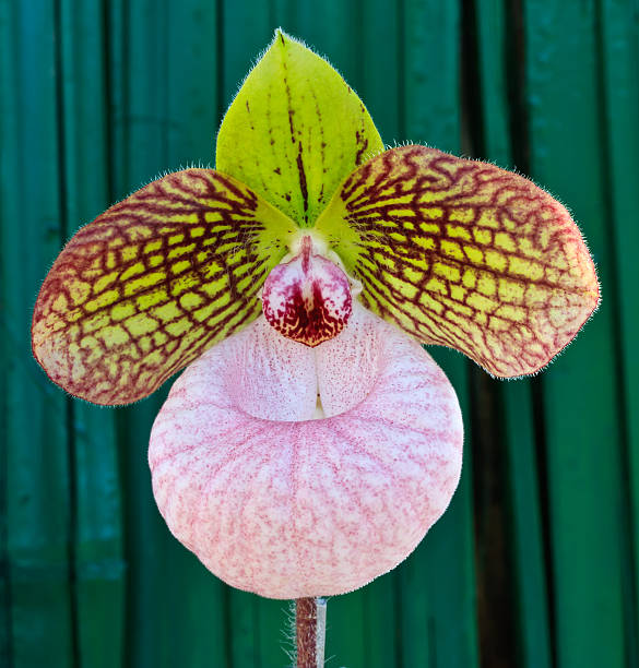 paphiopedilum fanaticum, lady-chinelo ou orquídea sapatinhos - ladyslipper imagens e fotografias de stock