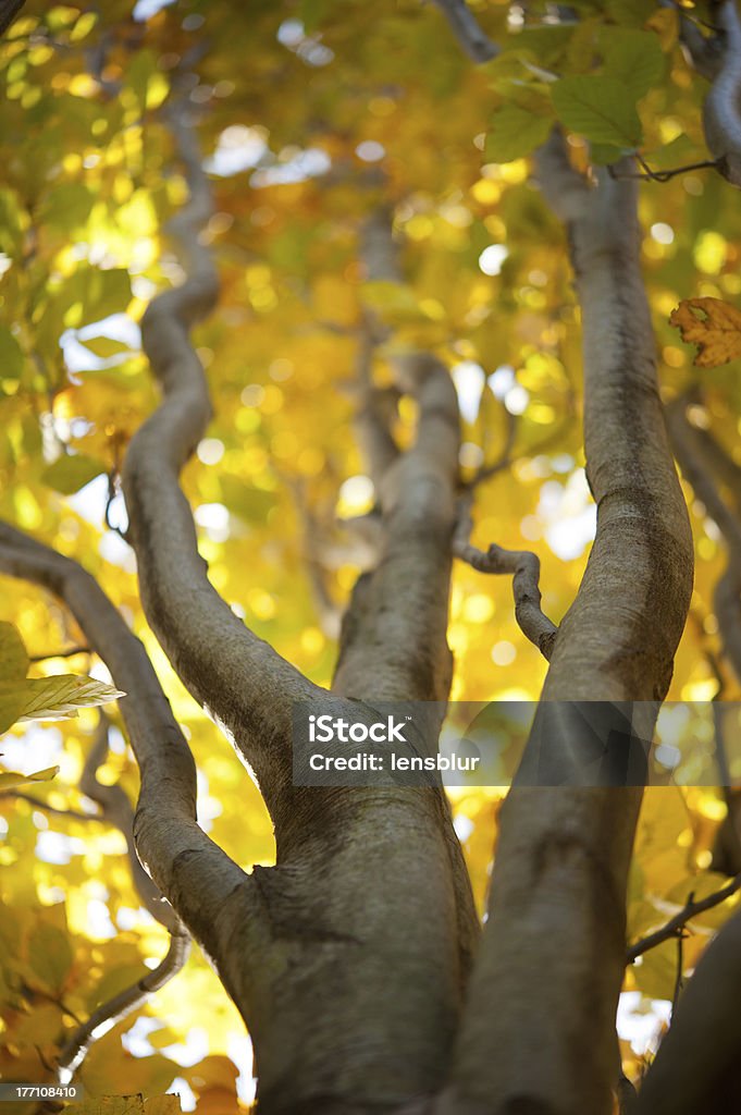 Fastigate Tree Shape Fastigiate Tree Stock Photo - Download Image Now - Autumn, Beech Tree ...