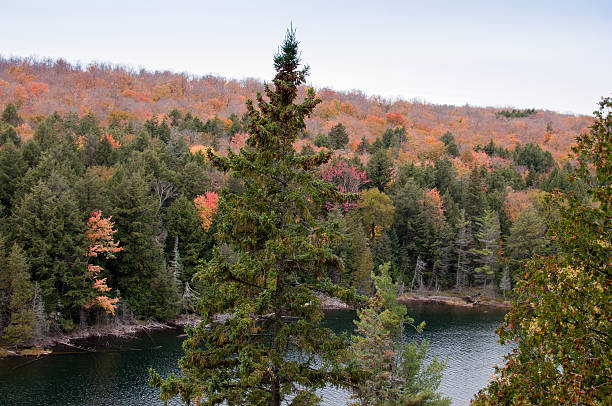 istock Colorful trees at Jack Lake in Algonquin Park 177108546