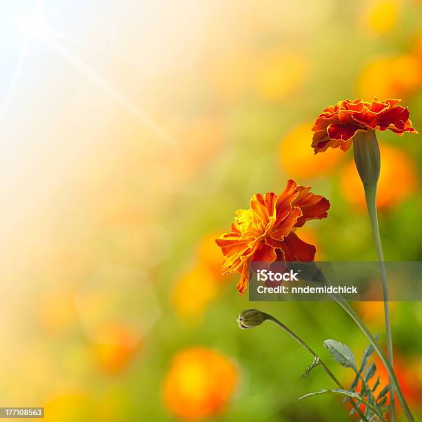 Bela Tagetes - Fotografias de stock e mais imagens de Amarelo - Amarelo, Ao Ar Livre, Beleza natural