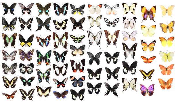 istock Very Many The butterflies 177108788