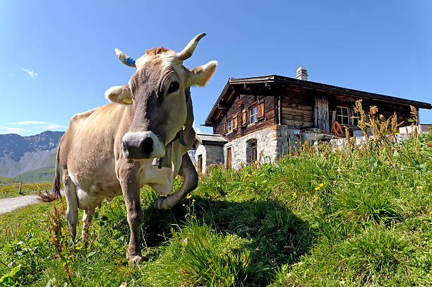 swiss vaca frente a un chalet alpino - cow swiss culture switzerland cattle fotografías e imágenes de stock